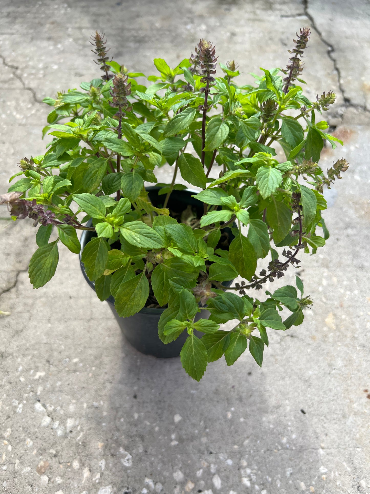 Herb Basil 1G