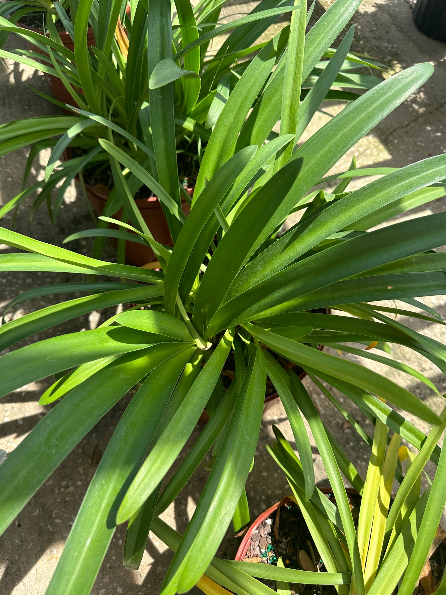 Agapanthus