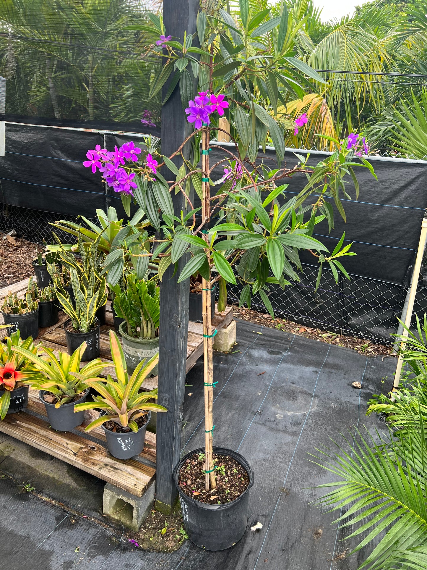 Tibouchina Tree