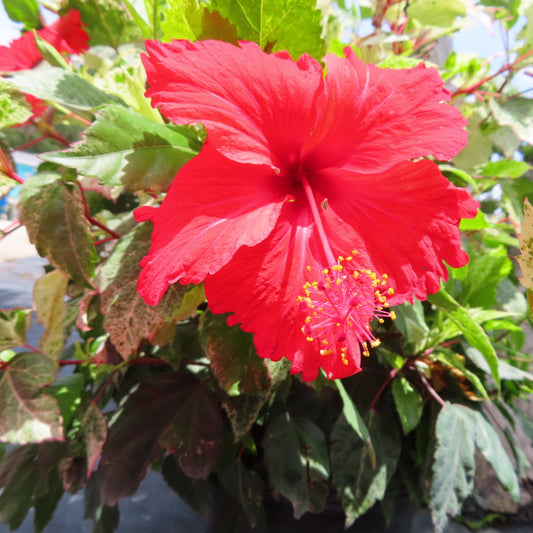 Hibiscus Shrubs