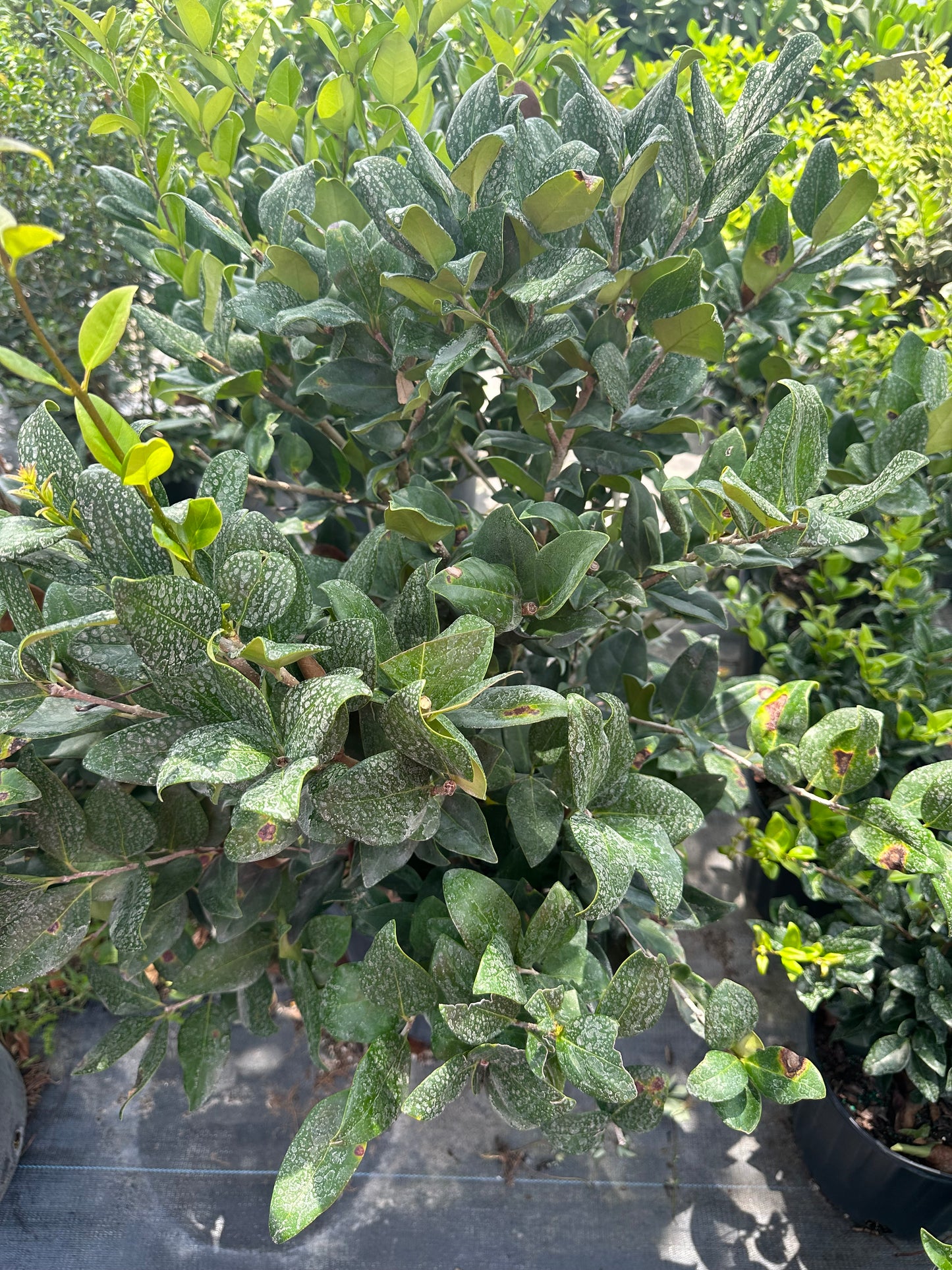 Ligustrum Green