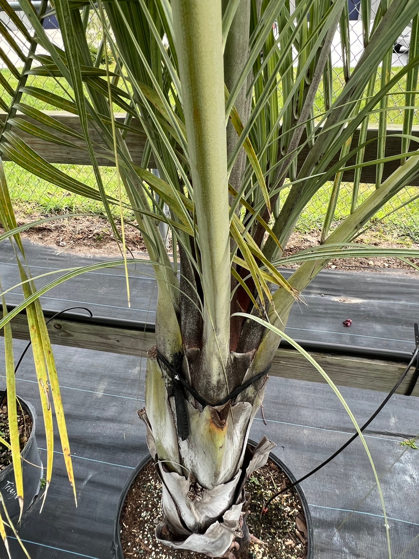 Triangle Palm