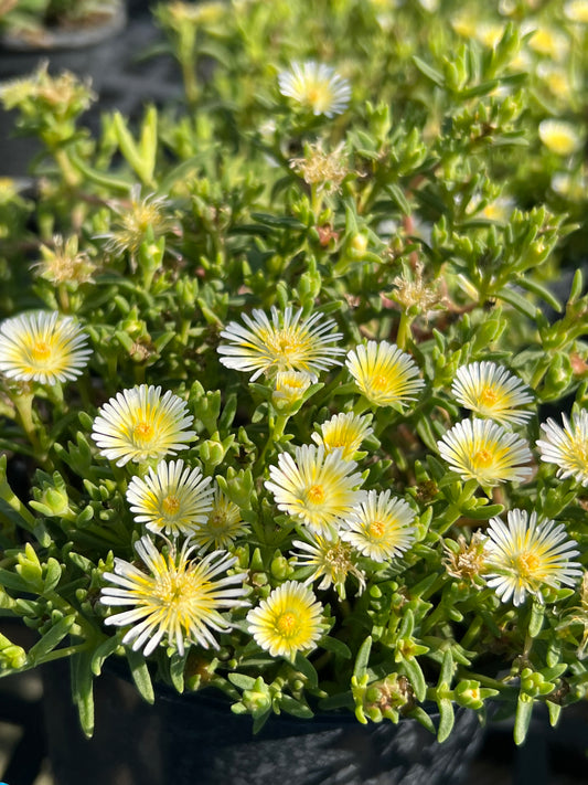 Ice Plants