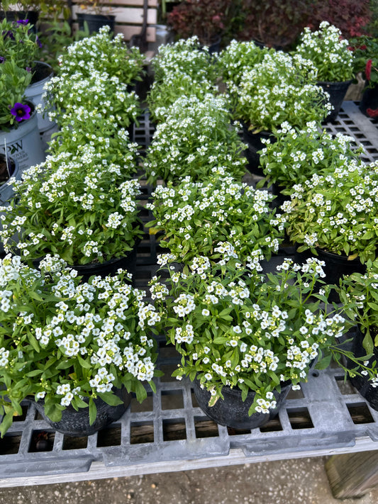 Alyssum Clear Crystal Wht-1G-1 gal