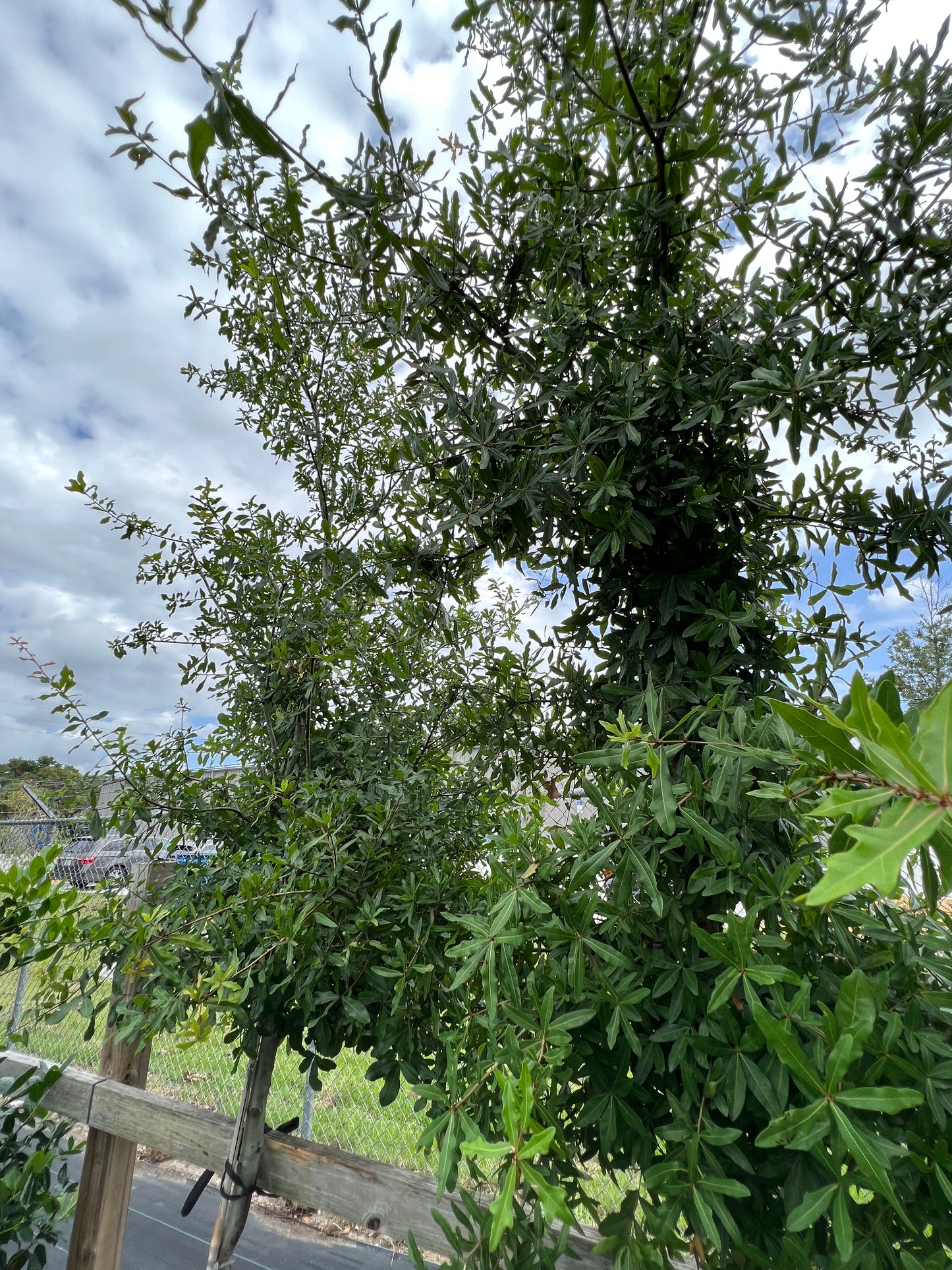 Laurel Oak Tree