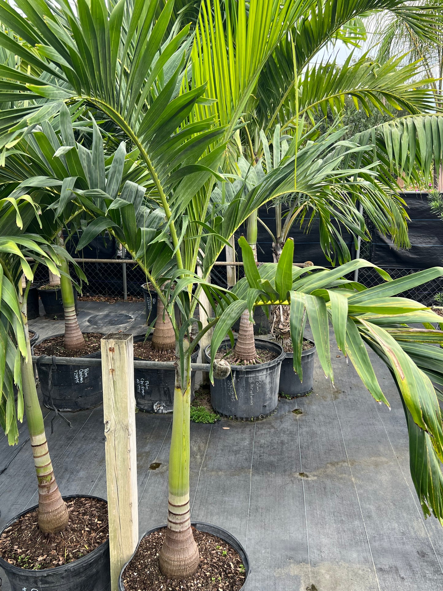 Adonidia Palm