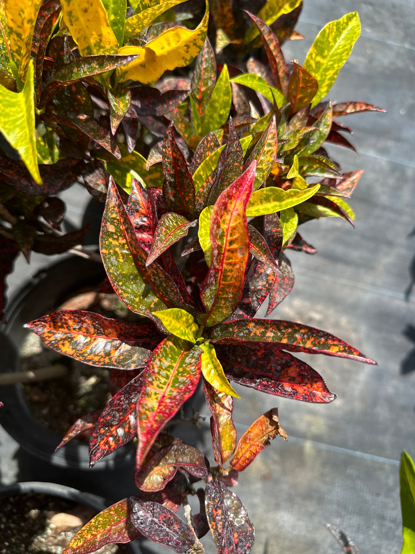 Croton Pinocchio Variegated