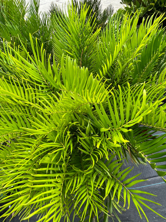 Coontie Palm (Zamia integrifolia)