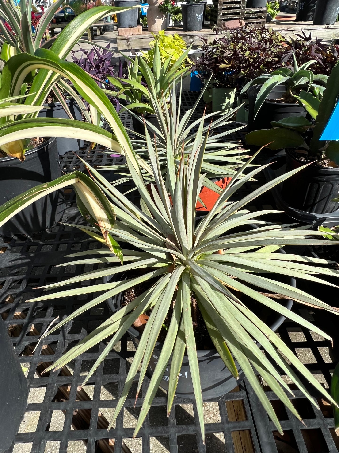 Agave Mangave