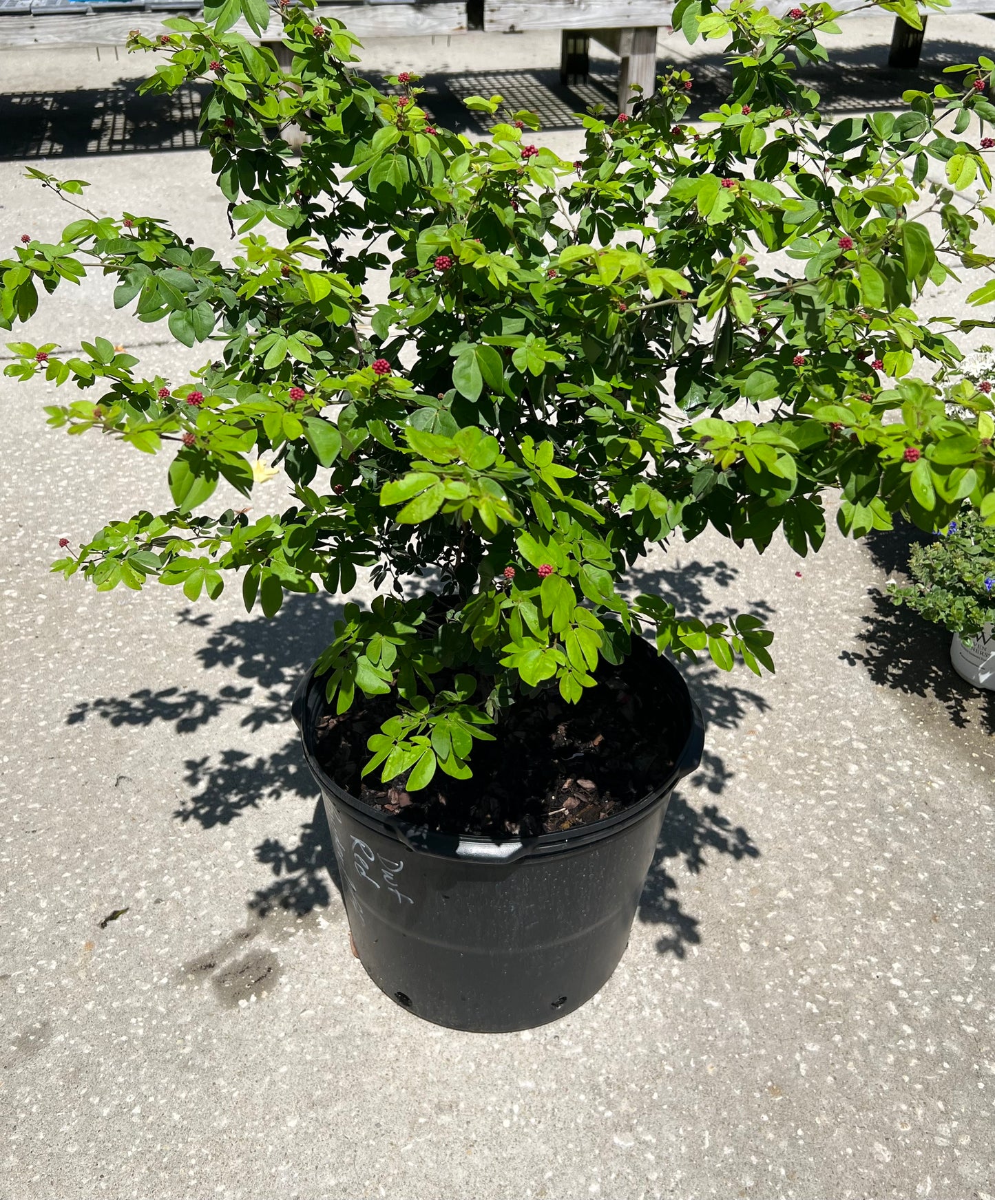 Powderpuff Shrub Dwarf