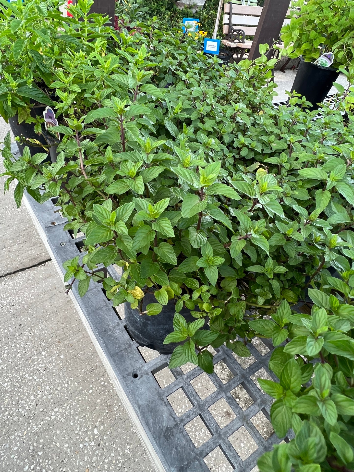 Herb Mint