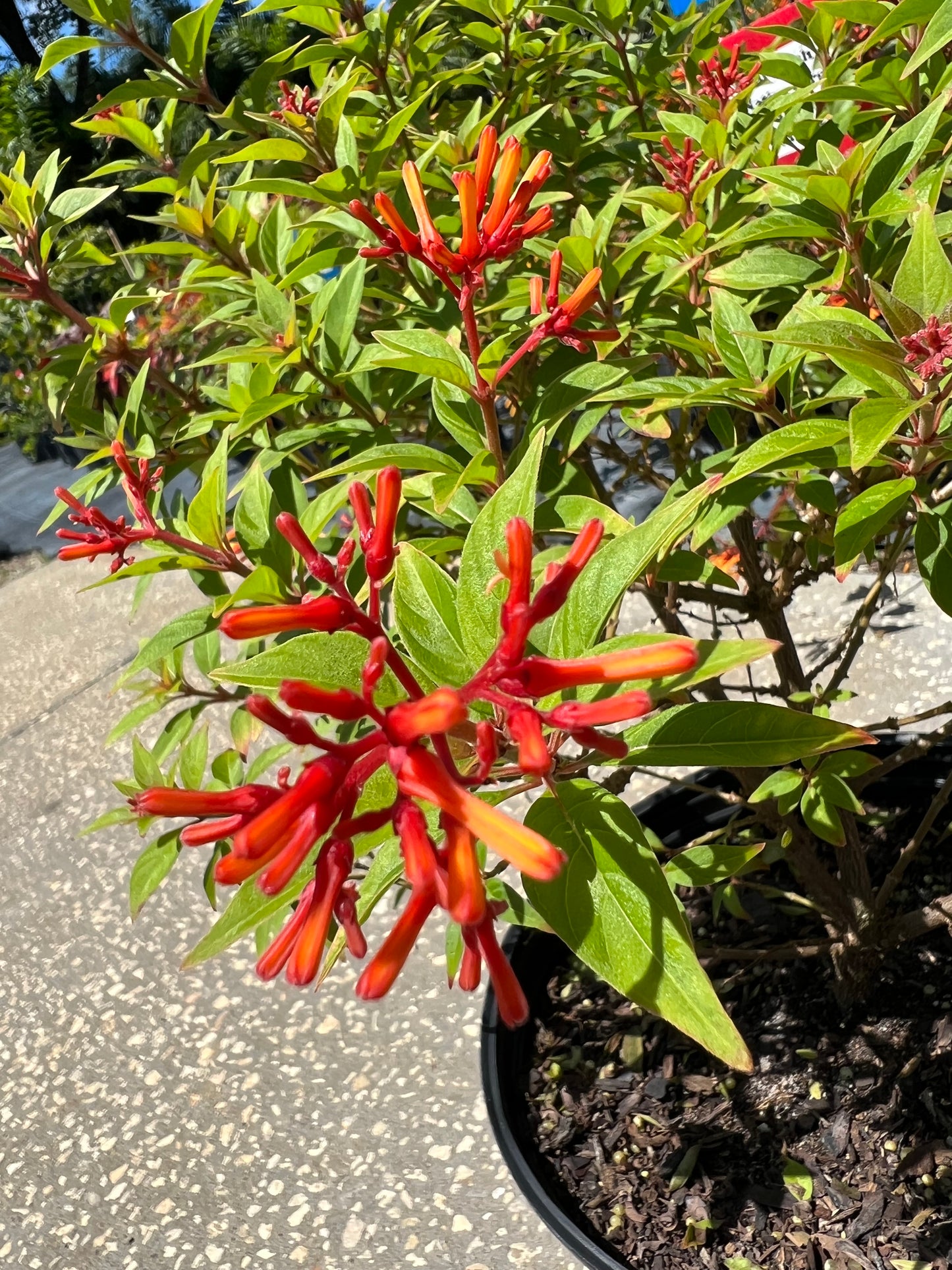 Firebush Firefly