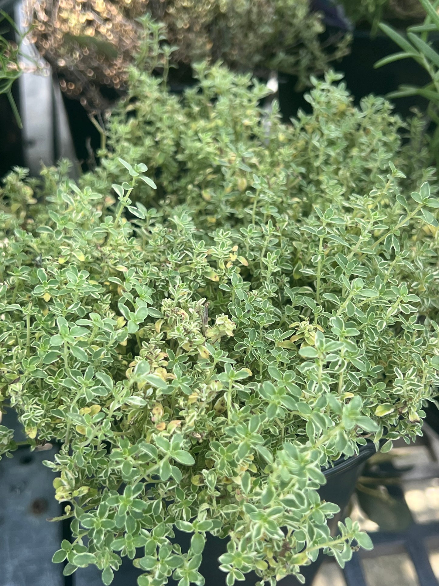 Herb Thyme English-1G-1 gal