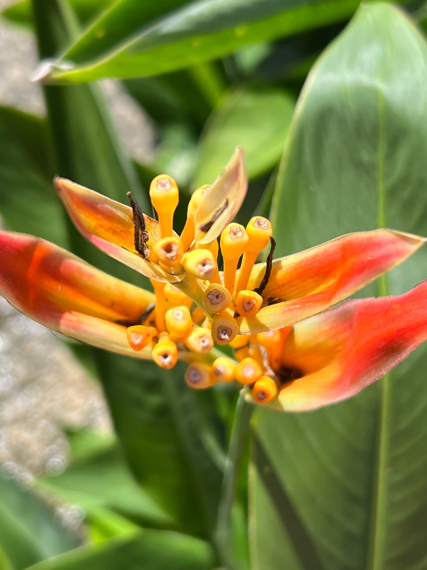 Heliconia (psittacorum)