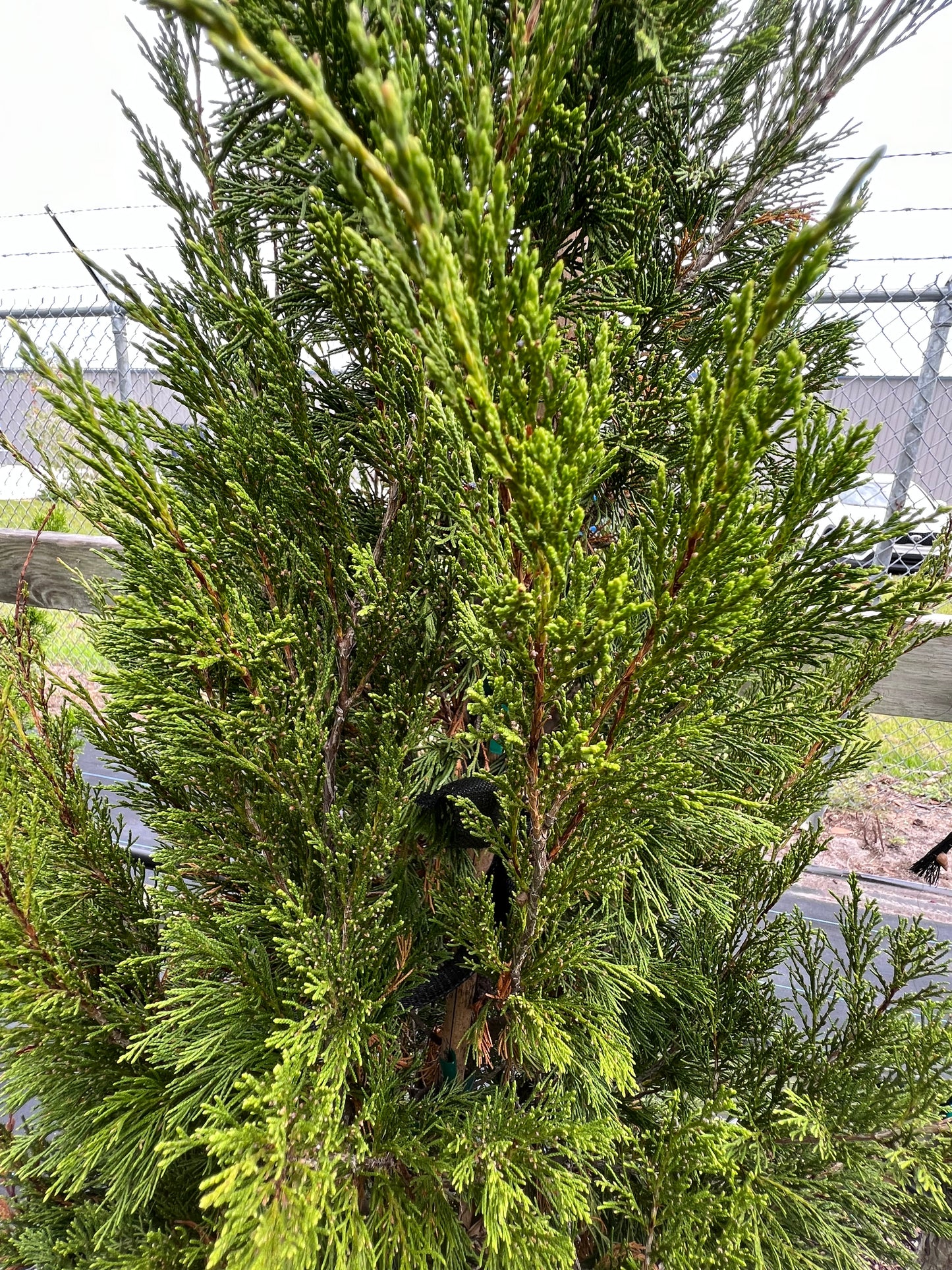 Brodie Juniper Red Cedar