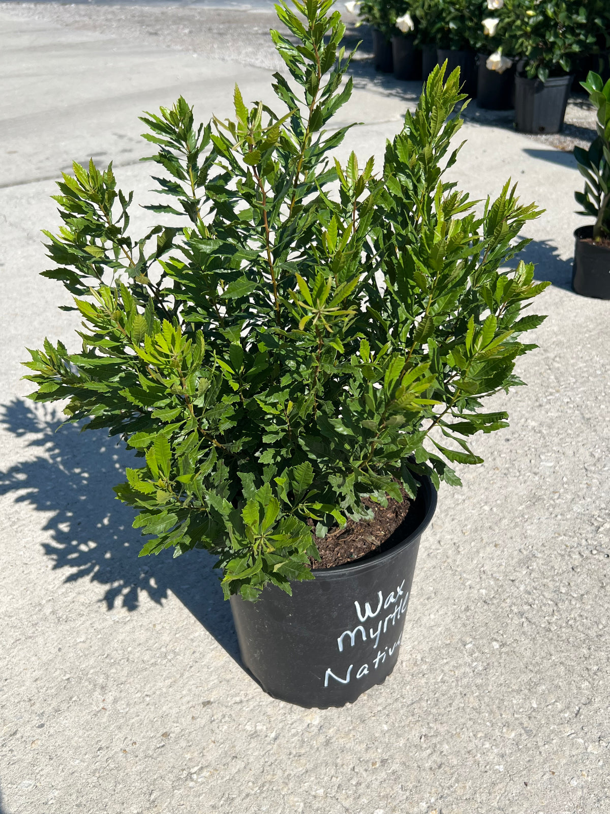 Wax Myrtle (N)