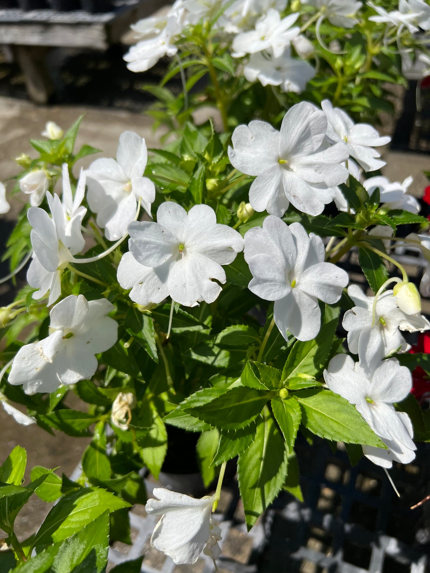 Sunpatiens (New Guinea)