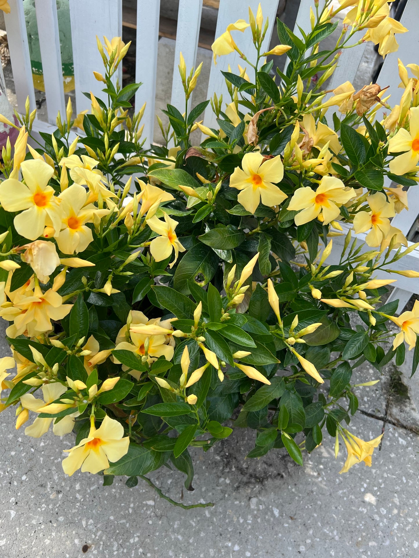 Dipladenia Shrubs