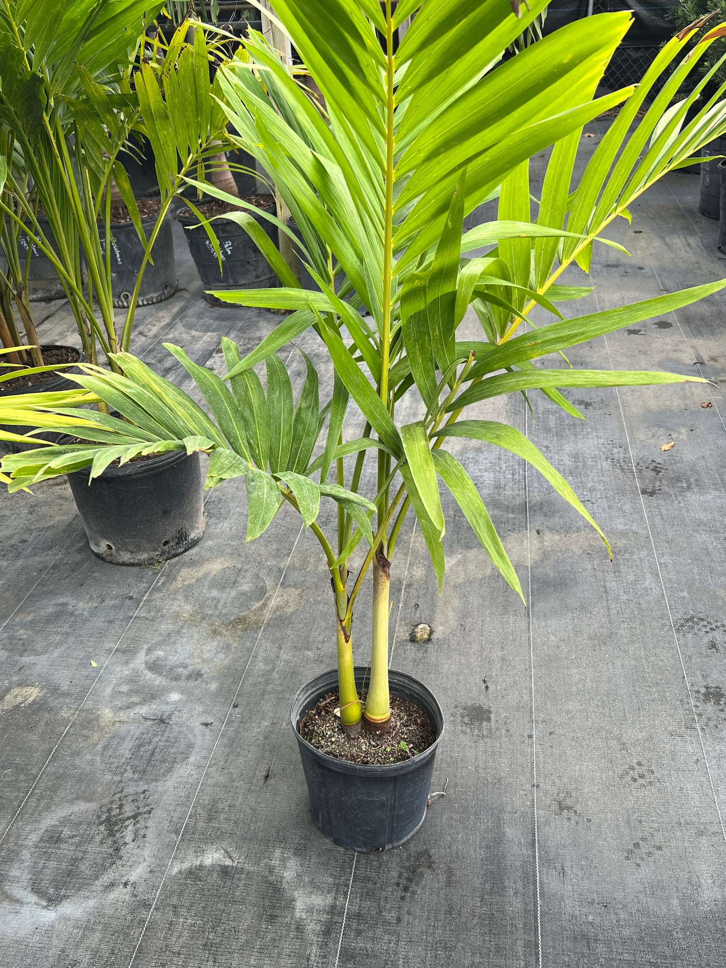 Adonidia Palm