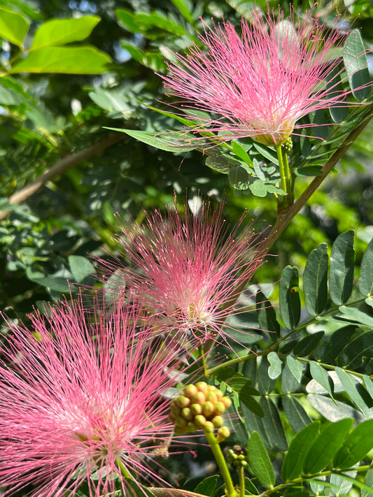 Powderpuff Std Tree