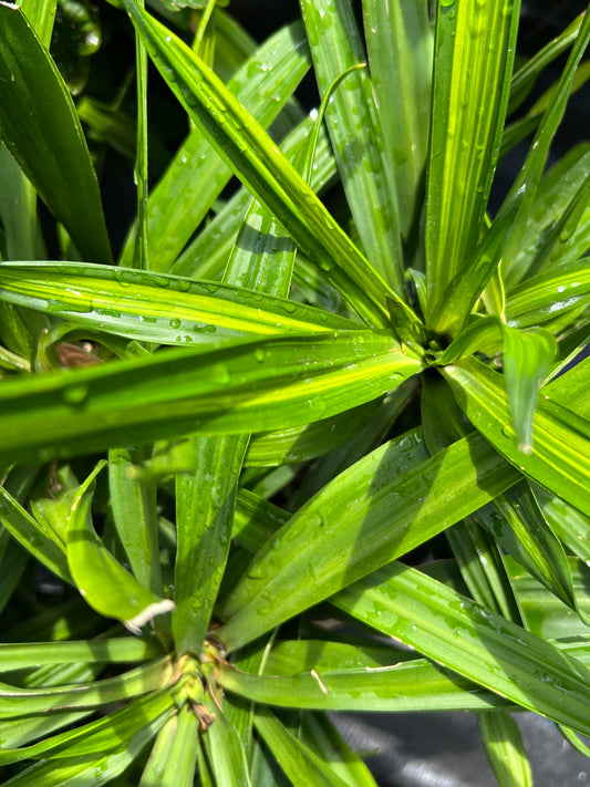 Dracaena Rikki-3G