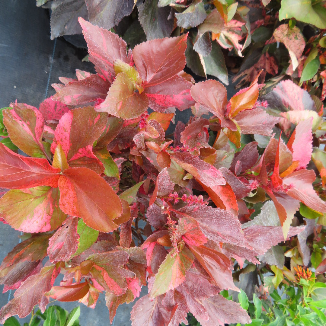 Copperleaf Macrophylla-3G