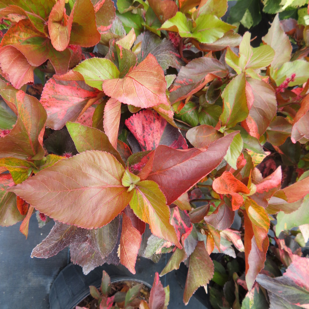 Copperleaf Macrophylla-3G