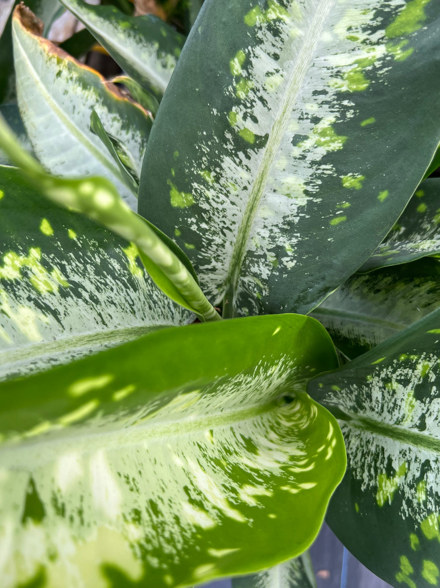 Dieffenbachia Panther-3G-3 gal
