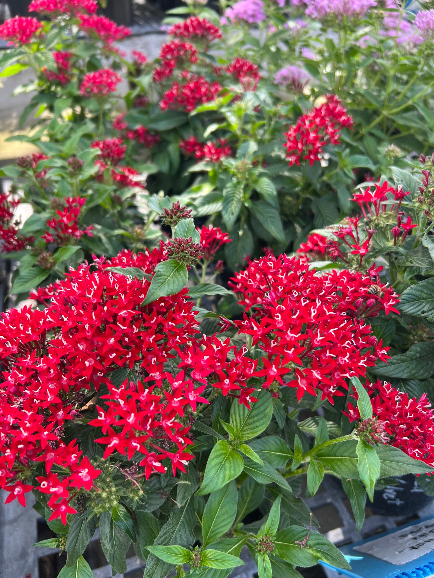 Pentas (Pentas Lanceolata) 1G