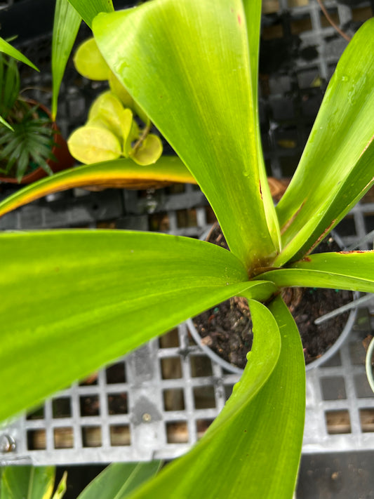 Amaryllis