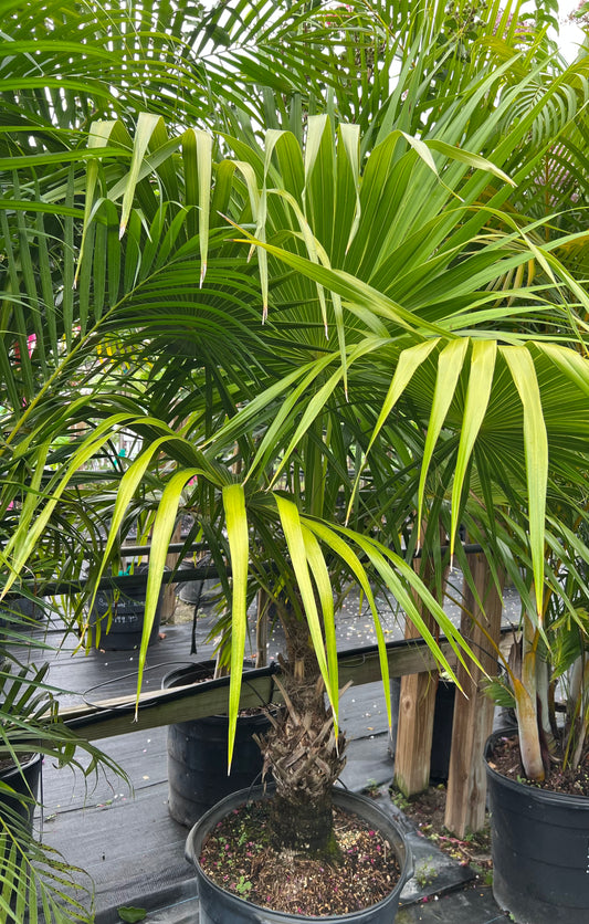 Thatch Palm