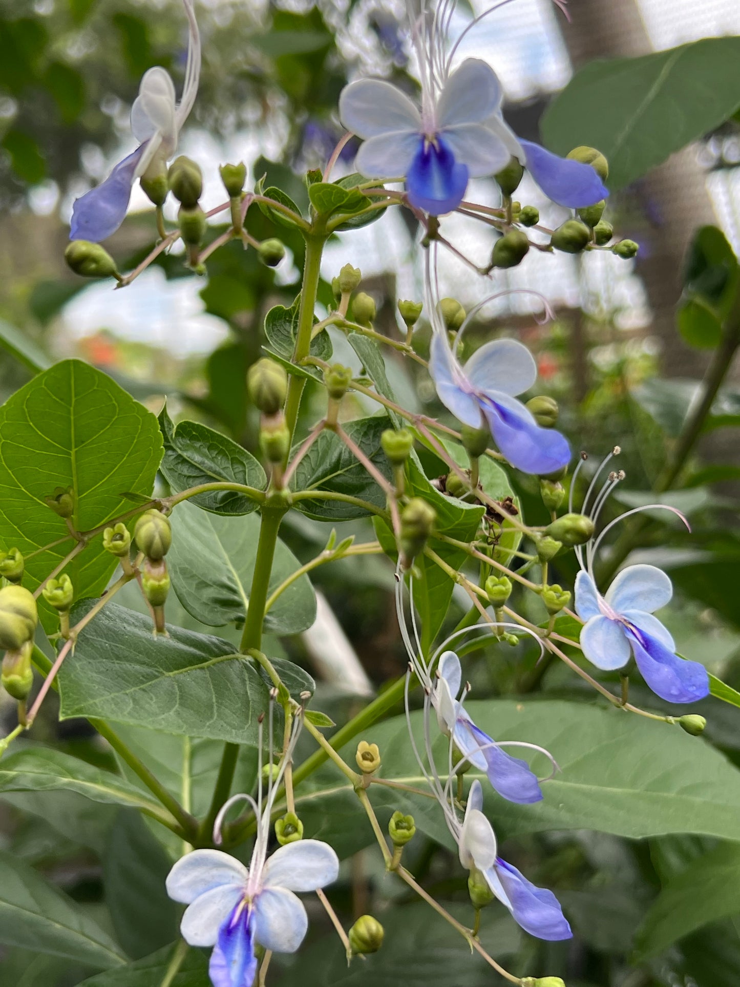 Clerodendron Blu Butterfly-3G-3 gal