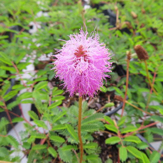 Mimosa Sunshine Strigillosa