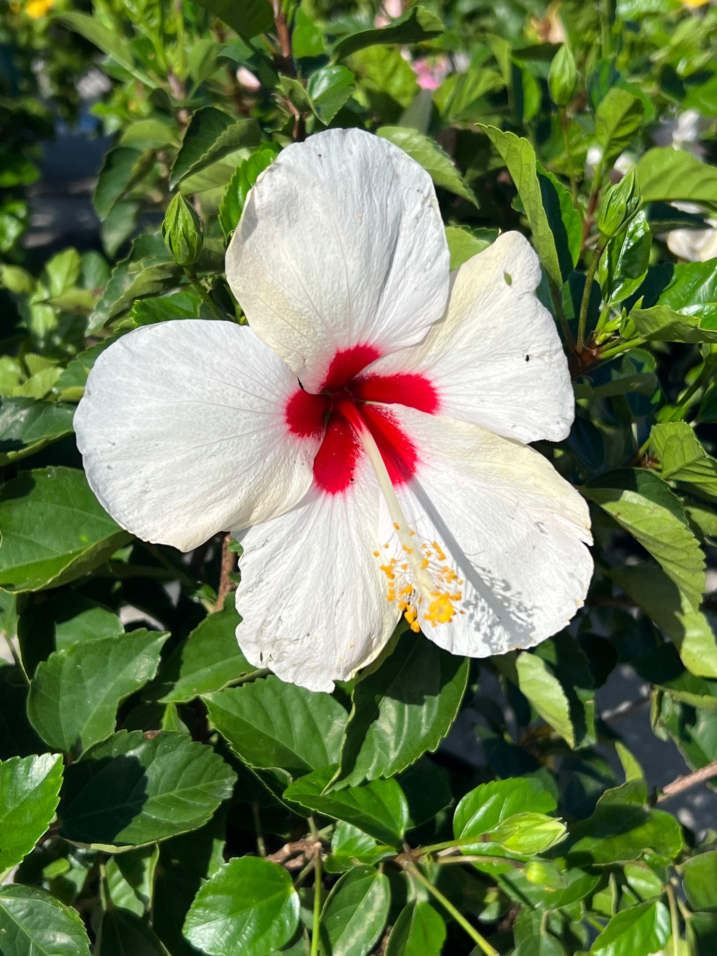 Hibiscus Shrubs