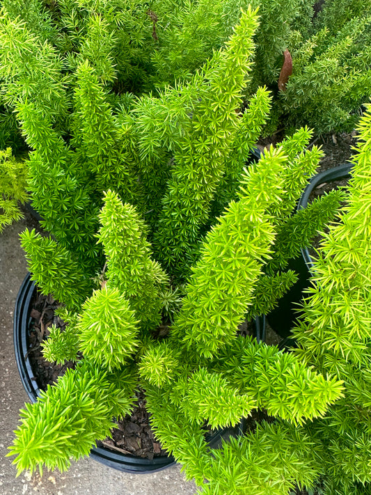 Fern Plants