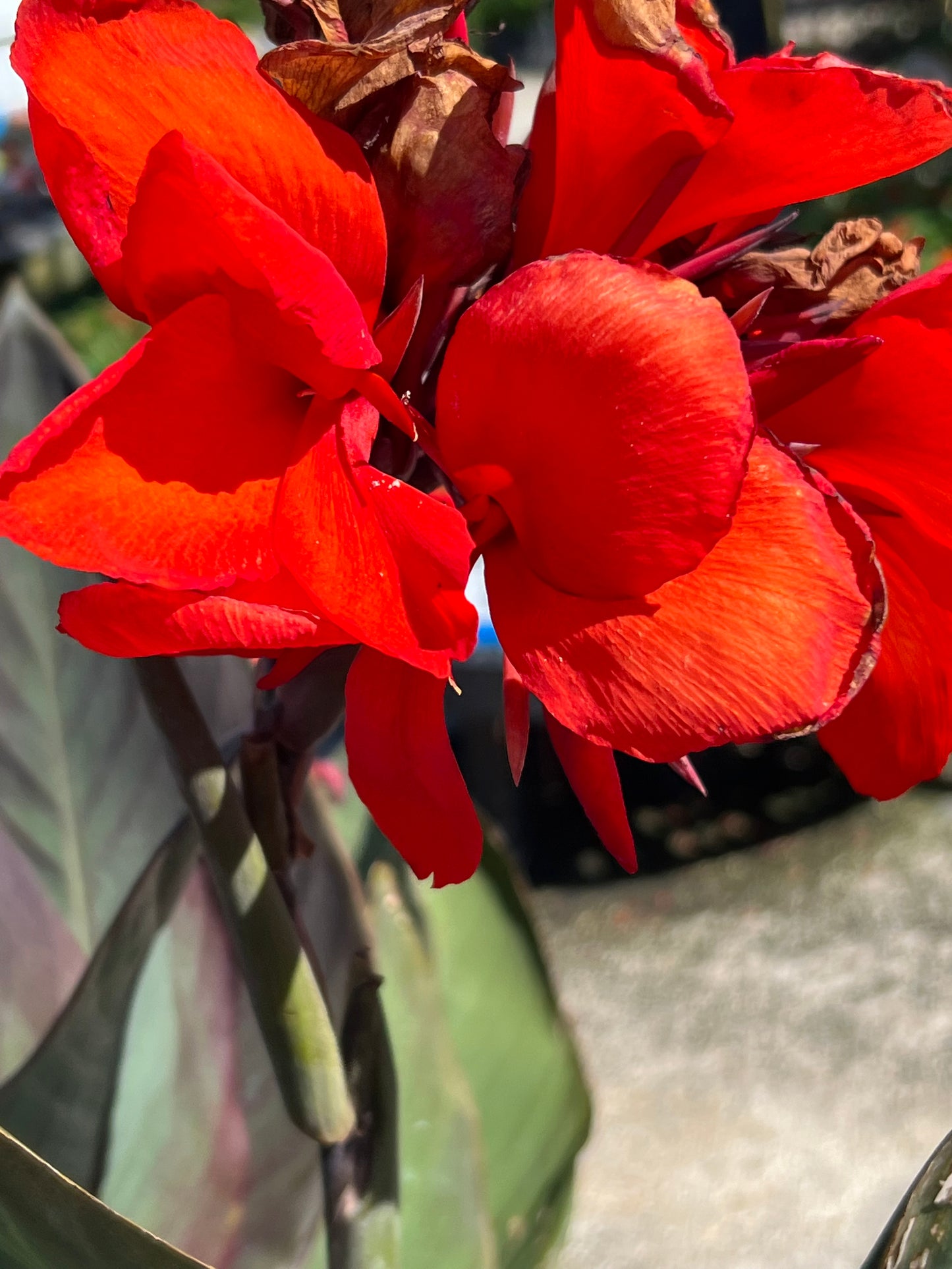 Canna Lily