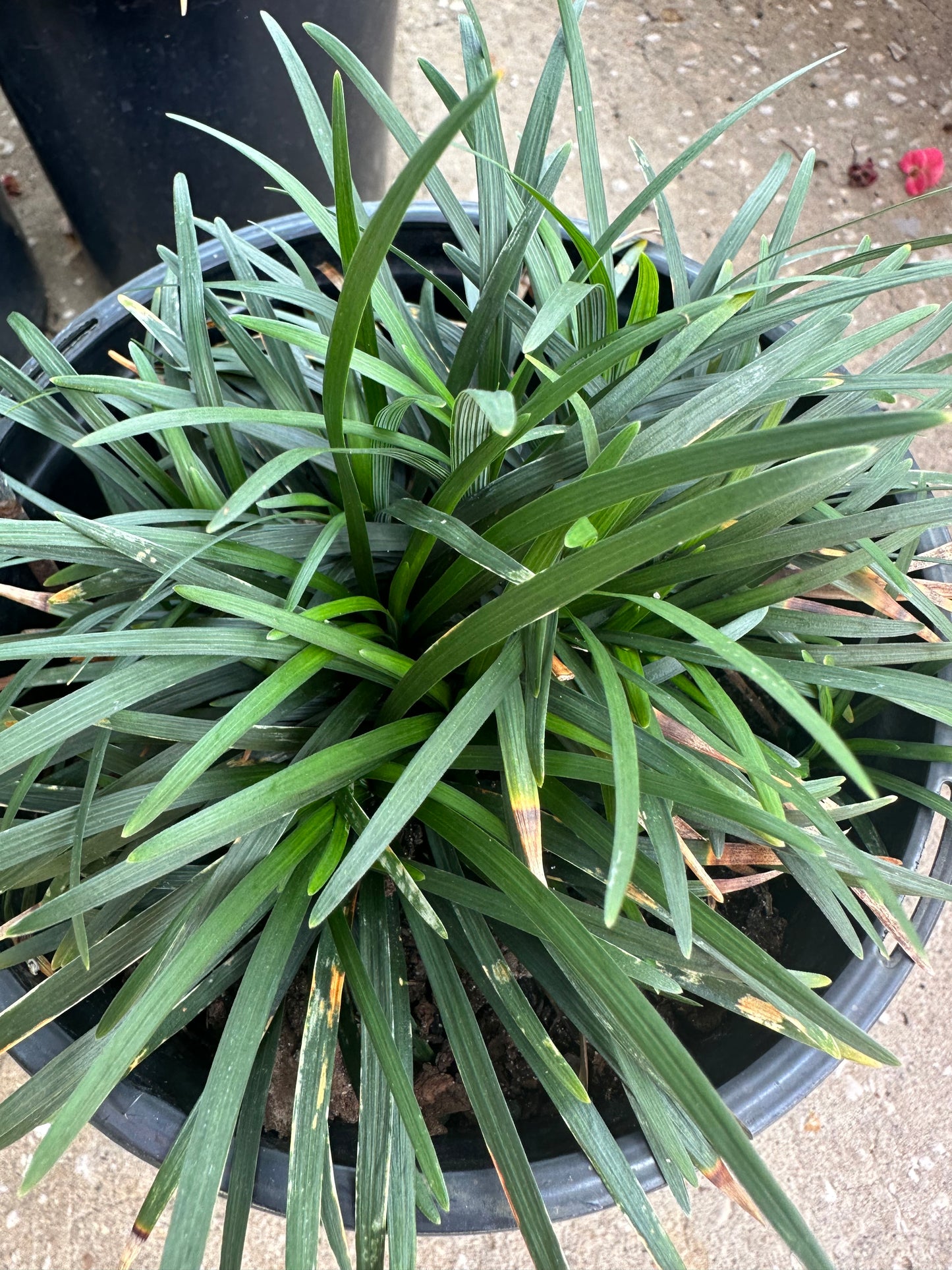 Grass Mondo 1G