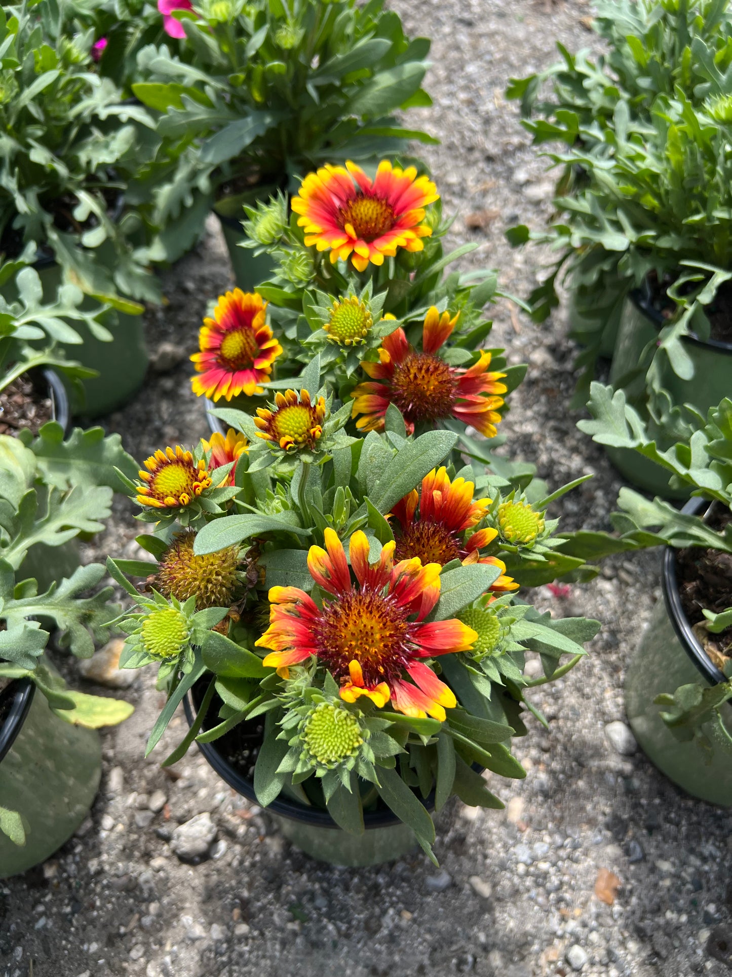 Gaillardia