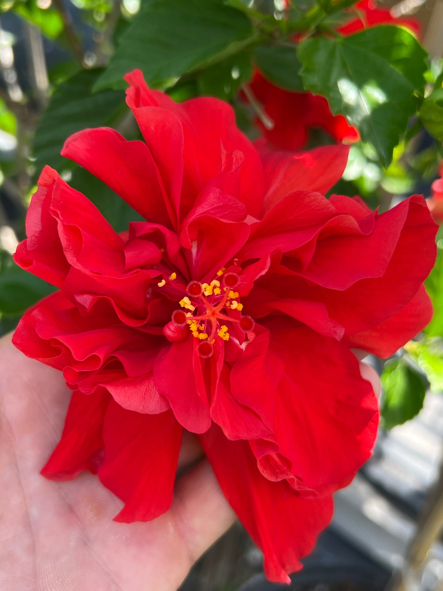 Hibiscus Shrubs