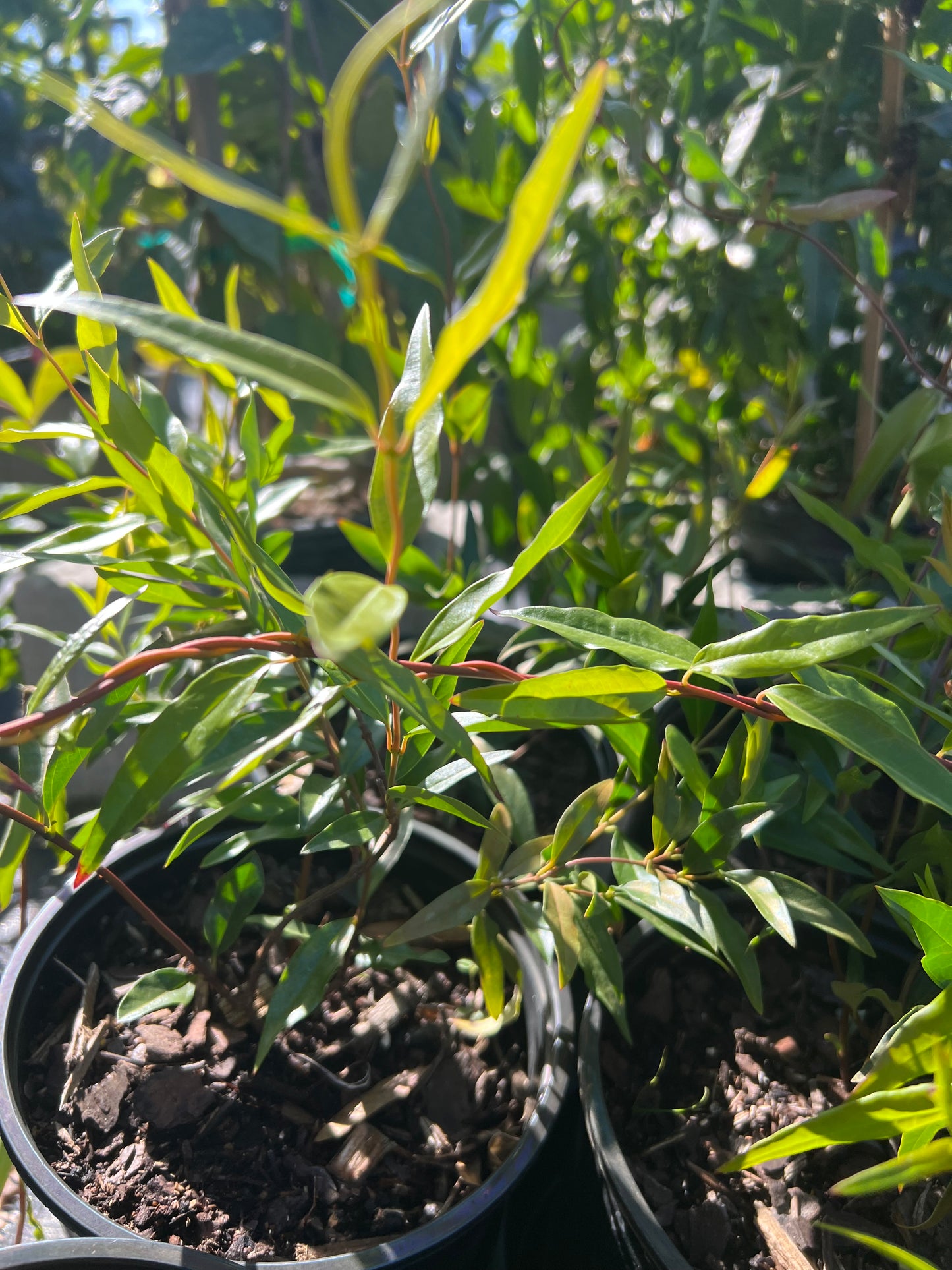 Carolina Jessamine (Geisemium Sempervirens) N