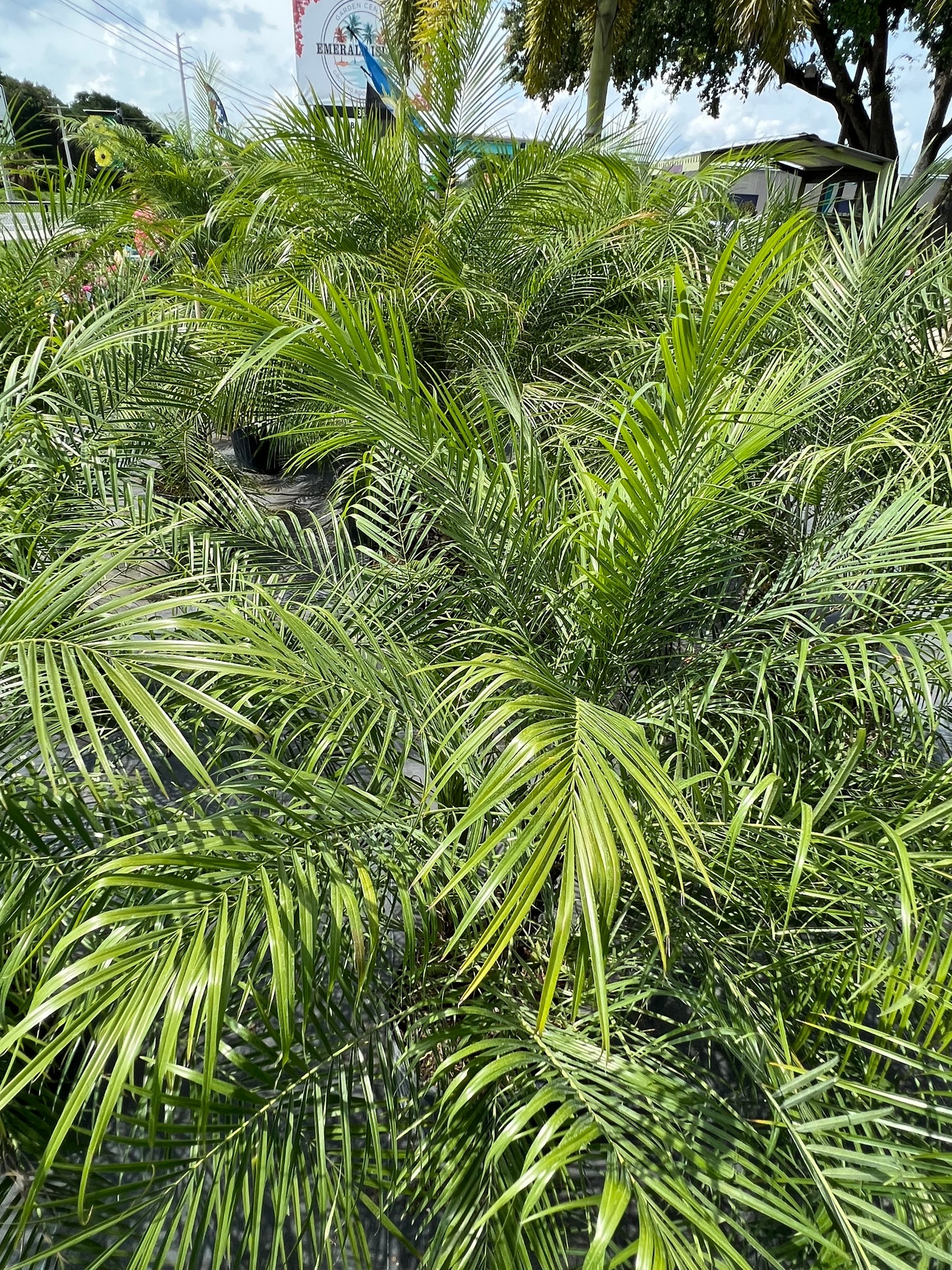 Roebelenii Palms