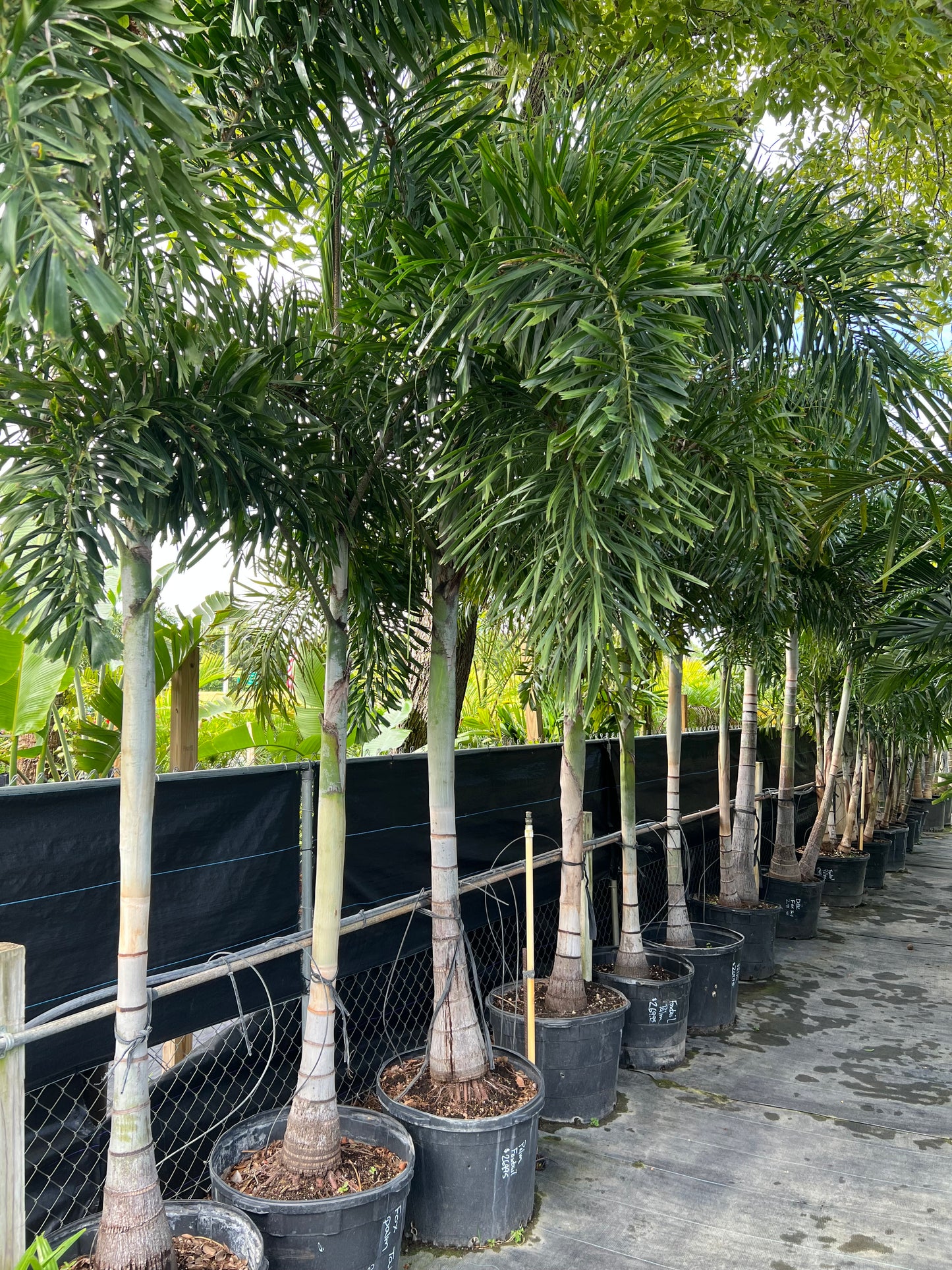 Foxtail Palms