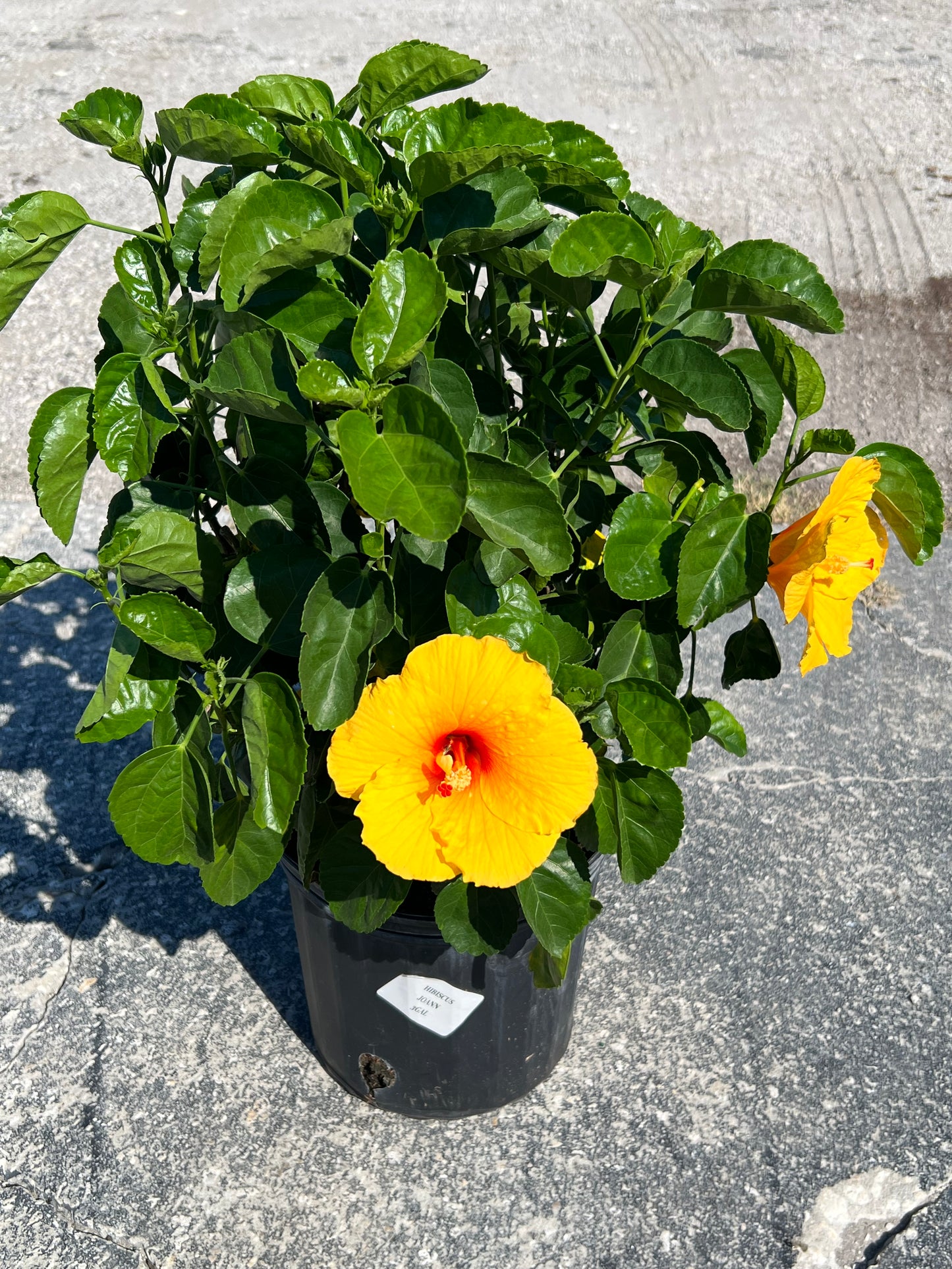 Hibiscus Shrubs