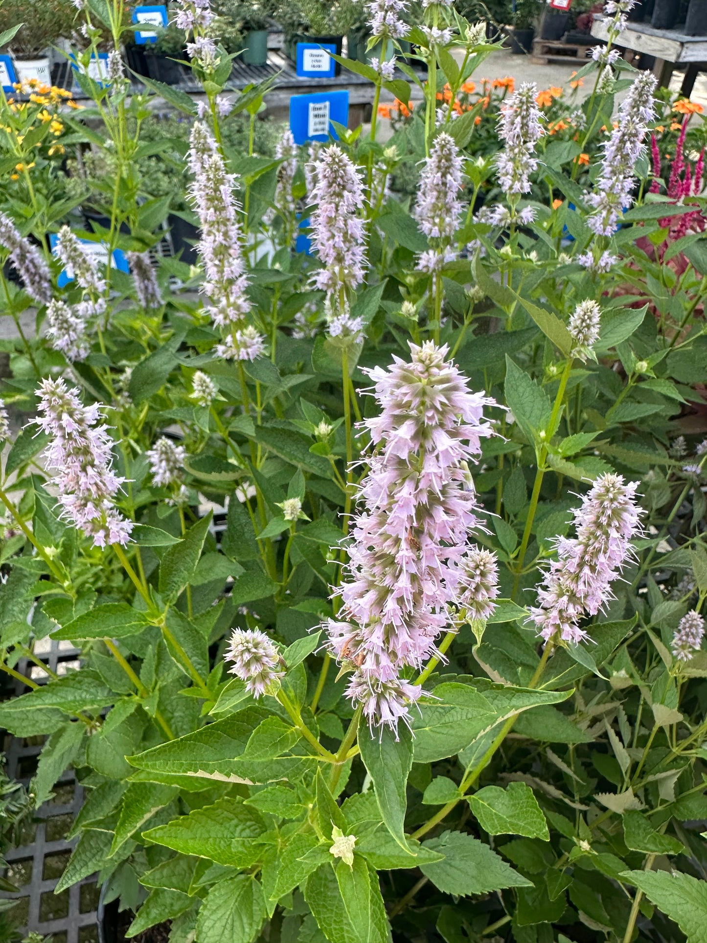 Agastache