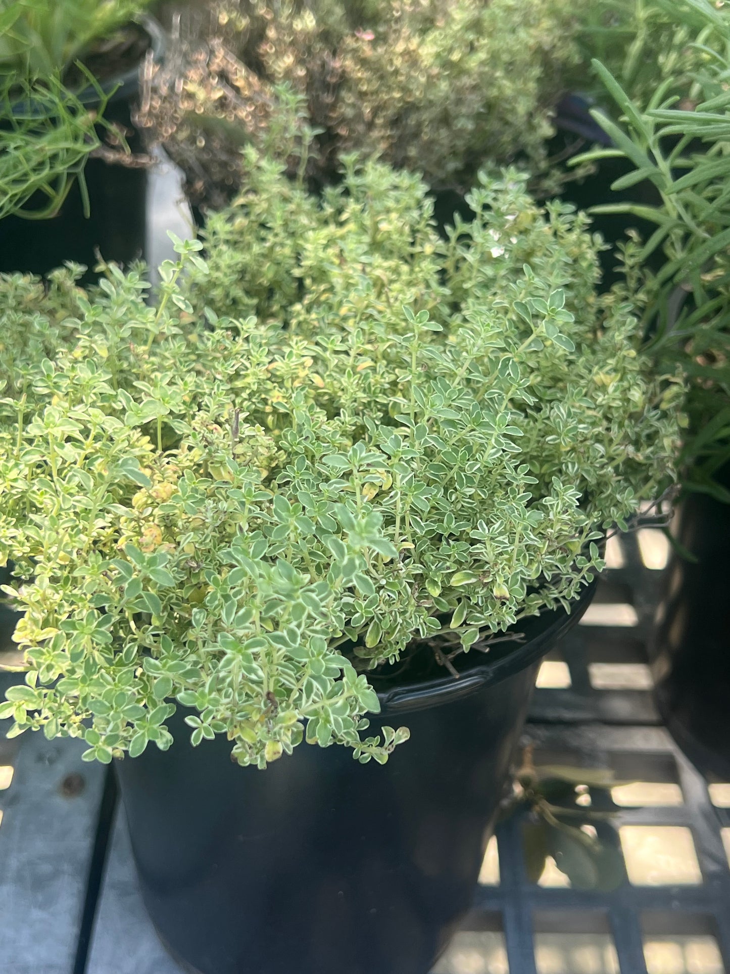 Herb Thyme English-1G-1 gal