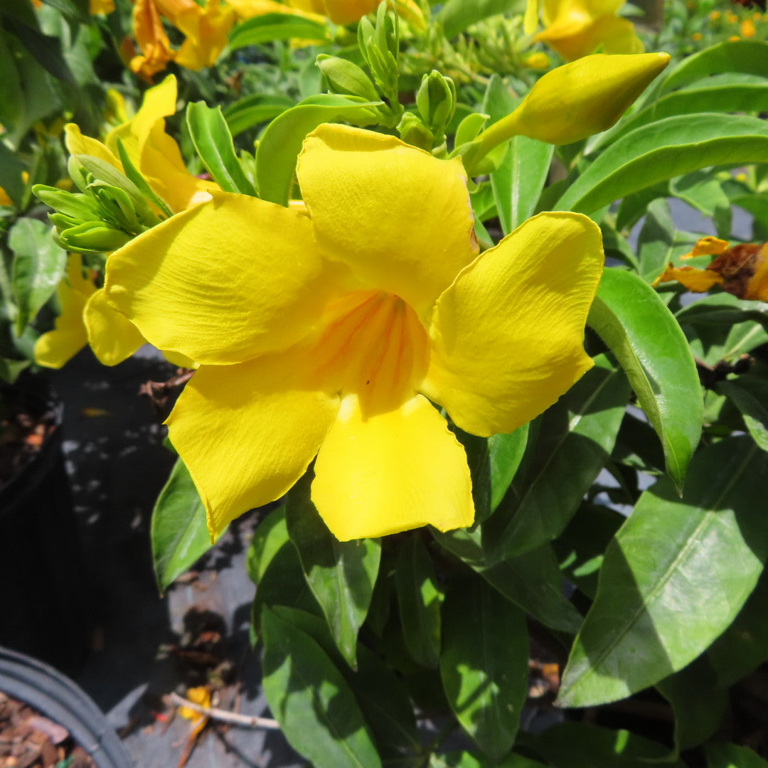 Allamanda Bush-3G-3 gal