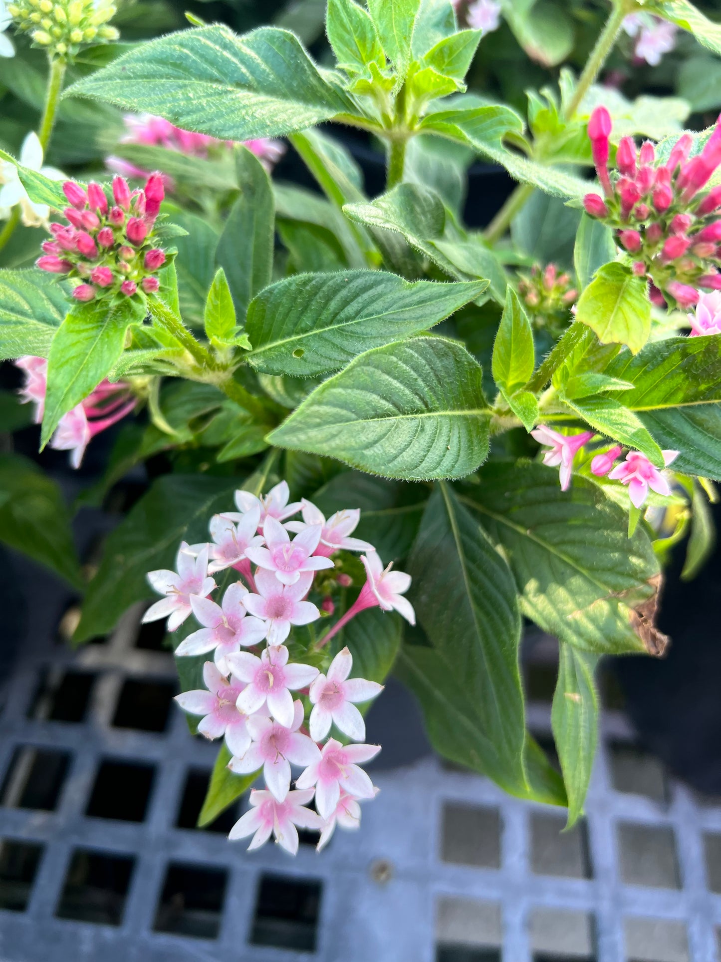 Pentas (Pentas Lanceolata) 1G