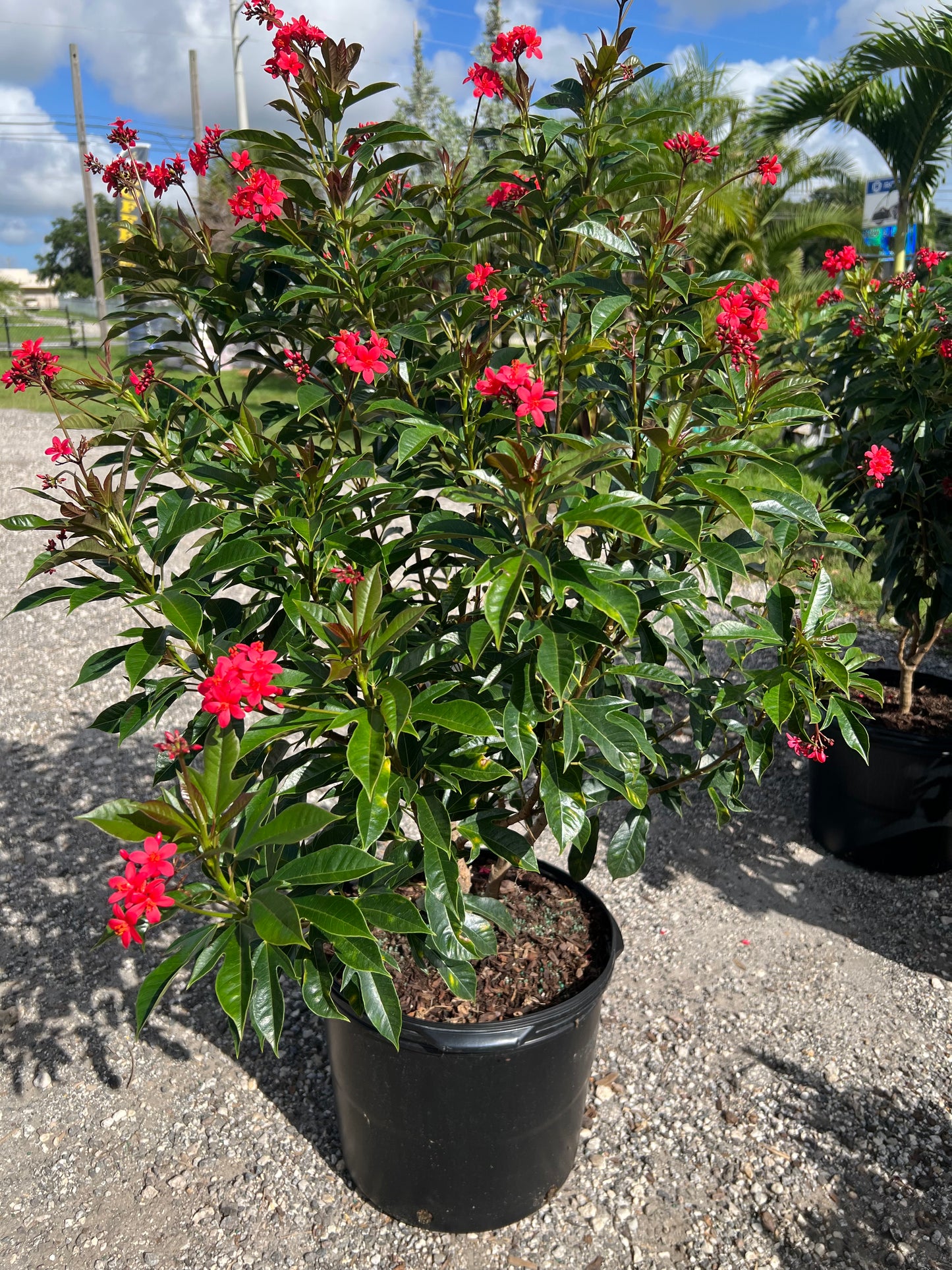 Jatropha Shrub (integerrima)