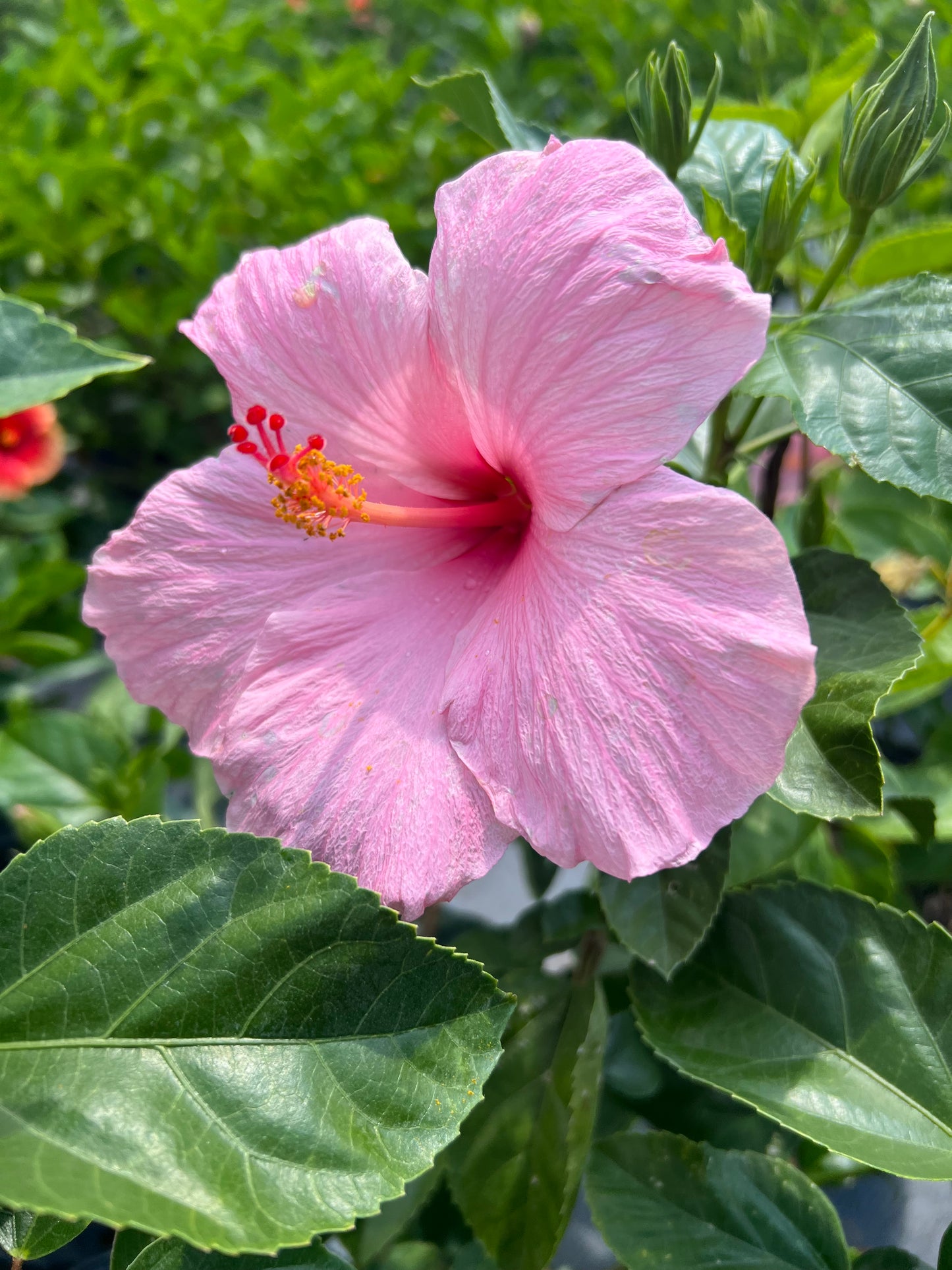 Hibiscus Shrubs