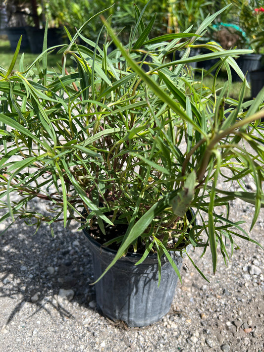 Yellowtop N (Flaveria Llnearis)